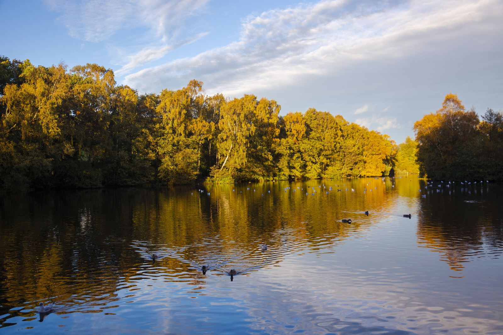 Coppice Pond | Autumn at St. Ives Estate